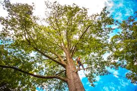 Best Tree Cabling and Bracing  in Fanwood, NJ