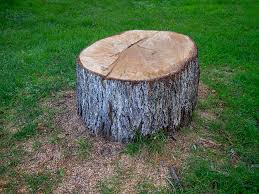 Best Storm Damage Tree Cleanup  in Fanwood, NJ