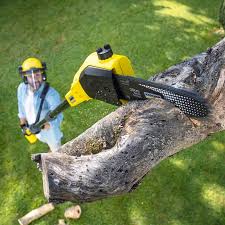 Reliable Fanwood, NJ Tree Removal Solutions