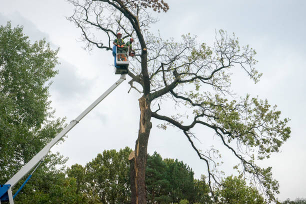 Best Tree Health Inspection  in Fanwood, NJ