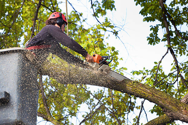 Best Firewood Processing and Delivery  in Fanwood, NJ